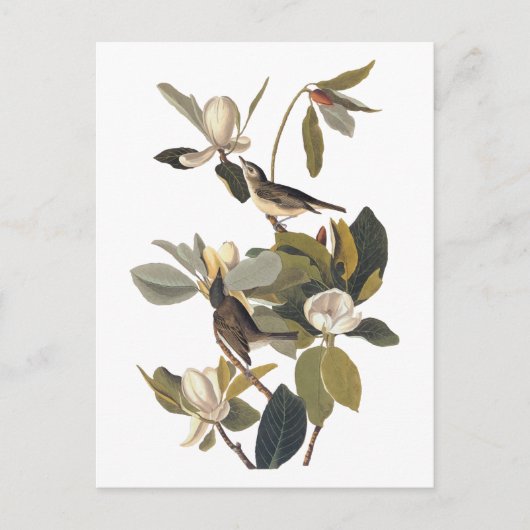 Warbling Flycatcher Kingbirds Vintag Audubon art Postkarte (Vorderseite)