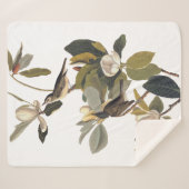 Warbling Flycatcher Kingbirds Vintag Audubon Sherpadecke (Vorderseite (Horizontal))