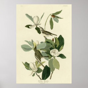 Warbling Flycatcher Poster