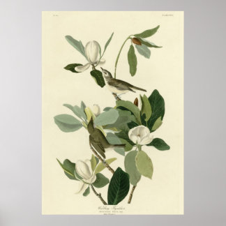 Warbling Flycatcher Poster