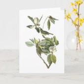 Warbling Vireo durch Audubon Karte (Gelbe Blume)