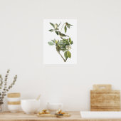 Warbling Vireo von Audubon Poster (Küche)
