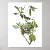 Warbling Vireo von Audubon Poster (Vorne)