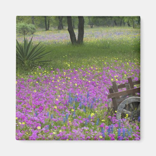 Warenkorb auf dem Feld Phlox, Blauer Bonnets Magnet (Vorne)