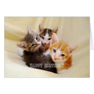 Warm und flauschiges Kätzchen-Trio Alles Gute zum
