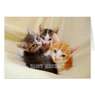 Warm und flauschiges Kätzchen-Trio Alles Gute zum 