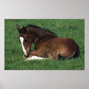 Warmblood Fohlen-Niederlegung Poster