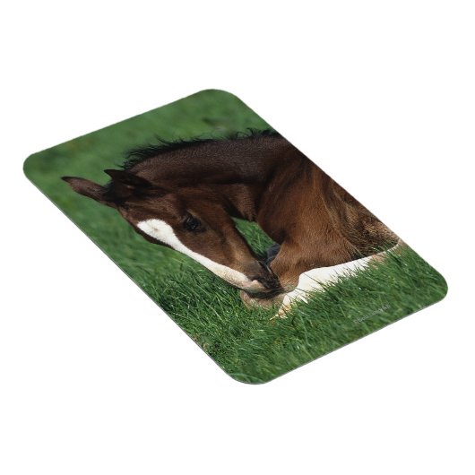 Warmblut Magnet (Rechte Seite)
