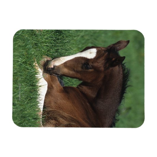 Warmblut Magnet (Horizontal)