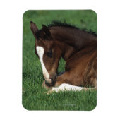 Warmblut Magnet (Vertikal)