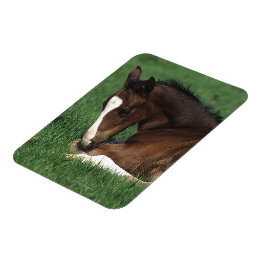 Warmblut Magnet (Linke Seite)