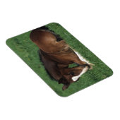 Warmblut Magnet (Rechte Seite)