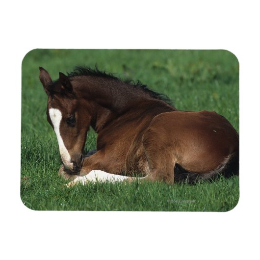 Warmblut Magnet (Horizontal)