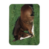 Warmblut Magnet (Vertikal)