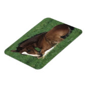 Warmblut Magnet (Linke Seite)