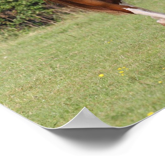 Warmblut Mare and Foal Walking Together Poster (Ecke)