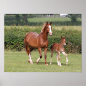 Warmblut Mare and Foal Walking Together Poster (Vorne)