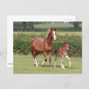Warmblut Mare and Foal Walking Together Postkarte