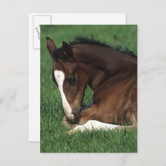 Warmblut Postkarte (Vorne/Hinten)