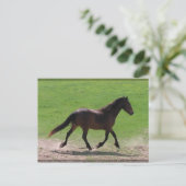 Warmblut Postkarten (Stehend Vorderseite)