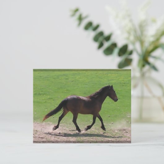 Warmblut Postkarten (Stehend Vorderseite)