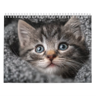 Warme Ästhetik Tiere Cozy Katzenfotografie-Wand Kalender