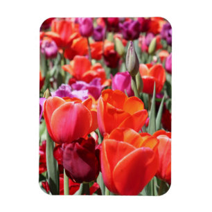 Warme Tulips Magnet