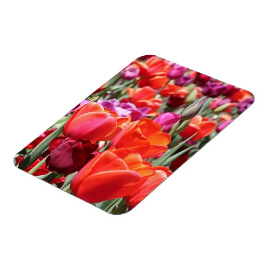 Warme Tulips Magnet (Linke Seite)