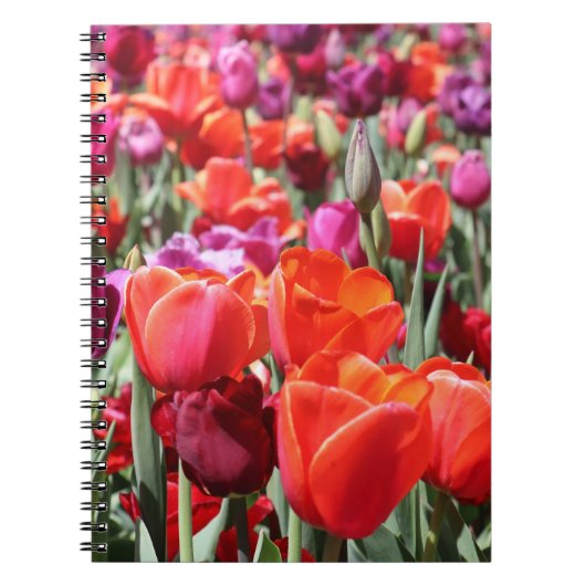 Warme Tulips Notizblock (Vorderseite)