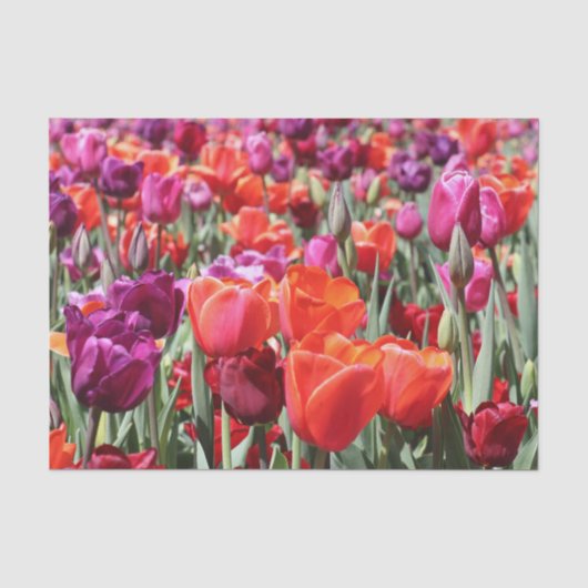 Warme Tulips Seidenpapier (Vorderseite)