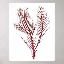 Warmes Rotes Meer Korallenriff Nr.10 Beach Wall Ar Poster