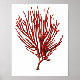 Warmes Rotes Meer Korallenriff Nr.12 Beach Wall Ar Poster
