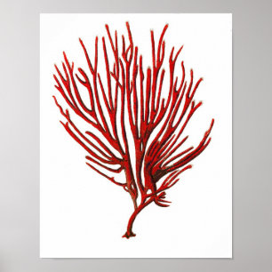 Warmes Rotes Meer Korallenriff Nr.12 Beach Wall Ar Poster