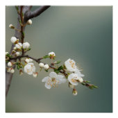 Warmfeder Poster (Vorderseite)