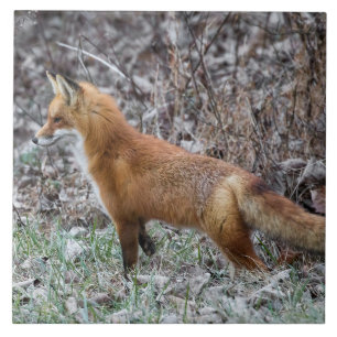 Warnfox und Frost Fliese