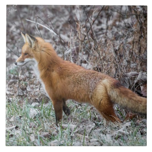 Warnfox und Frost Fliese (Vorderseite)