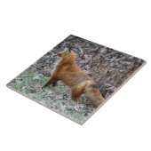 Warnfox und Frost Fliese (Seite)