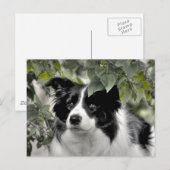 Warngrenzenkollie in grünen Wäldern Postkarte (Vorne/Hinten)