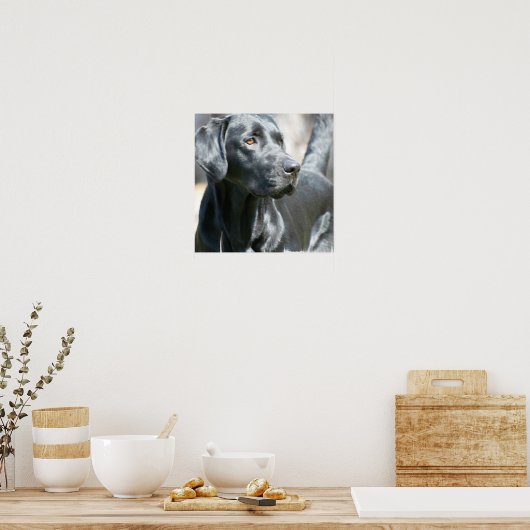 Warnhinweis Schwarzes Labrador Retriever Doster Poster (Küche)