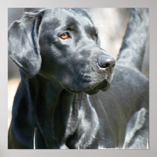 Warnhinweis Schwarzes Labrador Retriever Doster Poster (Vorne)