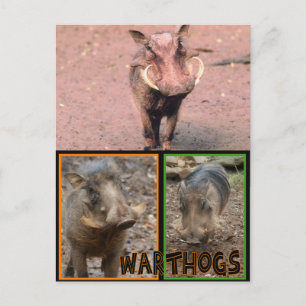 WARNHINWEISE - WILDE TIERE POSTKARTE