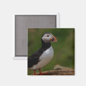 Warnpuffin Magnet (Vorderseite/Rückseite)
