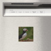 Warnpuffin Magnet (In Situ (Geschirrspüler))