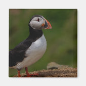 Warnpuffin Magnet (Vorne)