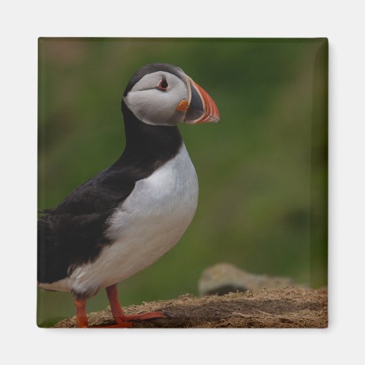 Warnpuffin Magnet (Vorne)