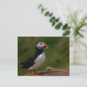 Warnpuffin Postkarte (Stehend Vorderseite)
