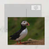Warnpuffin Postkarte (Vorne/Hinten)