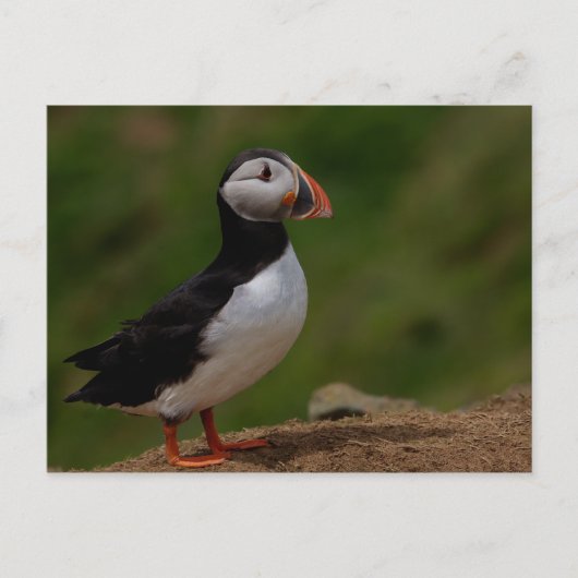 Warnpuffin Postkarte (Vorderseite)