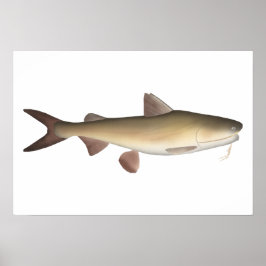 Warrior Catfish Poster