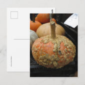 Warted Pumpkin Postkarte (Vorne/Hinten)